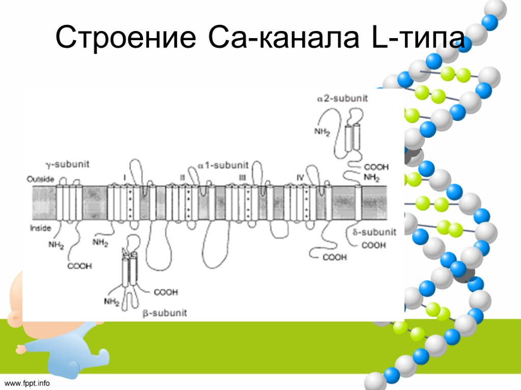 Строение Са-канала L-типа